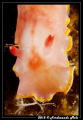  Nudibranchs... jewels sea Nudibranchs  